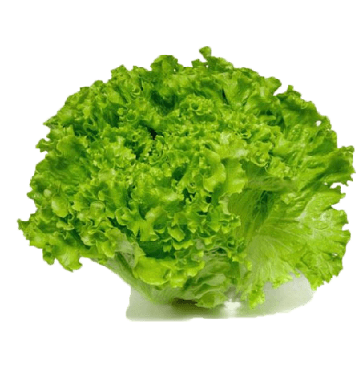 LECHUGA BATAVIA (und)