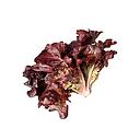 LECHUGA HOJA DE ROBLE (und)