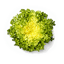 ESCAROLA (und)