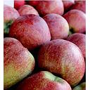 MANZANA FUJI Navarra (kg)