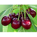 CEREZA (kg)