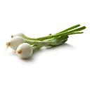 CEBOLLETA Gorka (manojo)