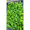 PIMIENTO VERDE DE PADRON (kg)