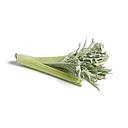 CARDO (1 und 3 kg aprox.)