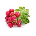 RABANITO Zouhir (manojo)