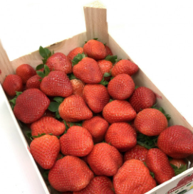 FRESÓN CATALAN (caja de 500 g)