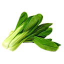 PAK CHOI (und)