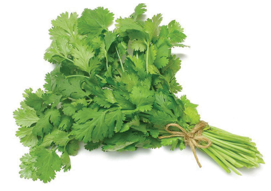 CILANTRO (man)