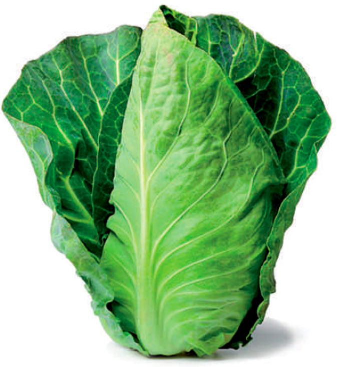 COL LISA PICUDA (und)