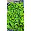PIMIENTO VERDE DE PADRON (150 g)