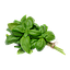 ALBAHACA MORADA (man) 