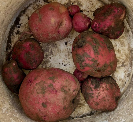 PATATA ROJA NUEVA ALAVA  (kg)