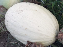 MELON BLANCO VALENCIANO (und de 2 kg aprox)