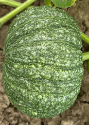 KALABAZA GRISA (kg)