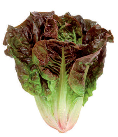 COGOLLO ROJO Oscar (und)