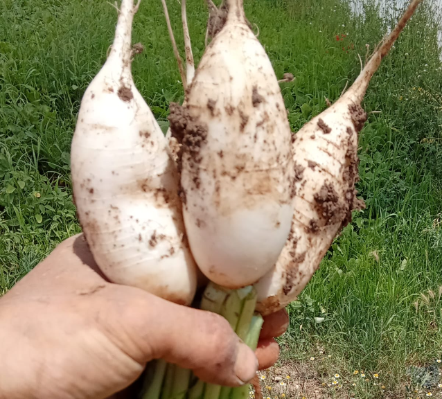 NABO BLANCO (man)