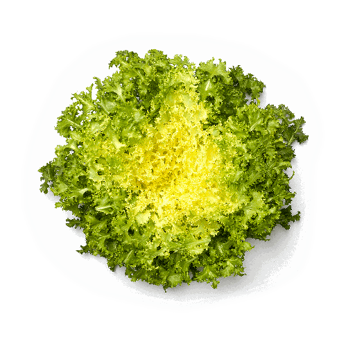 [1010210] ESCAROLA (und)