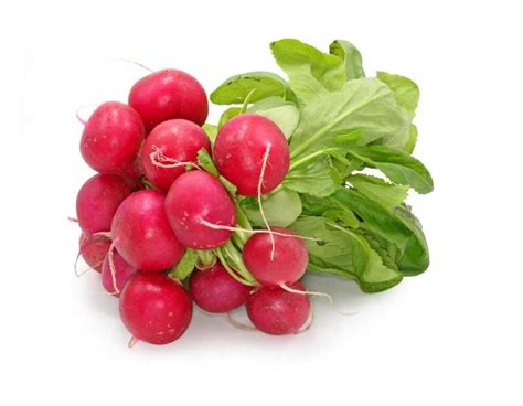 [1010360] RABANITO (manojo)