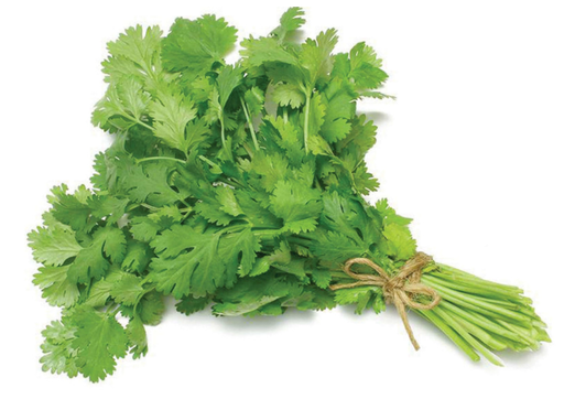 [1010219] CILANTRO (manojo)